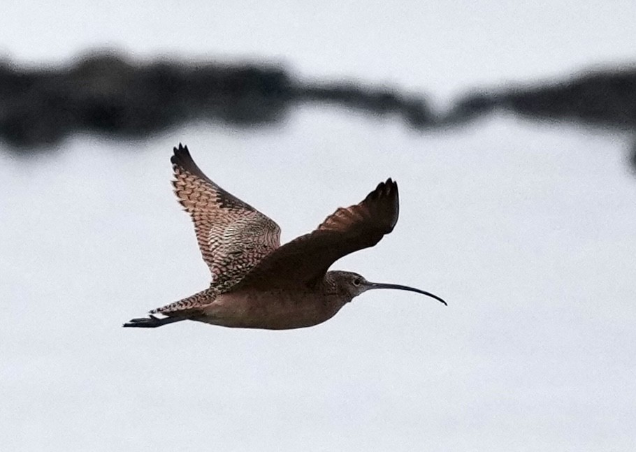 Кульон американський - ML647383015