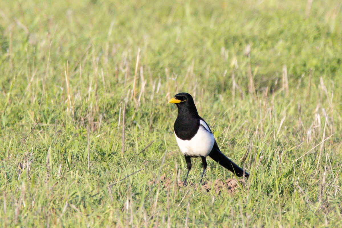Yellow-billed Magpie - ML647383016