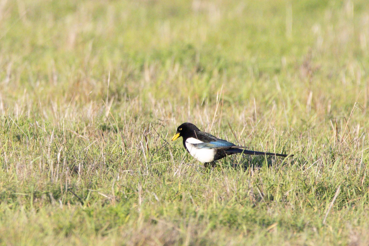 Yellow-billed Magpie - ML647383017