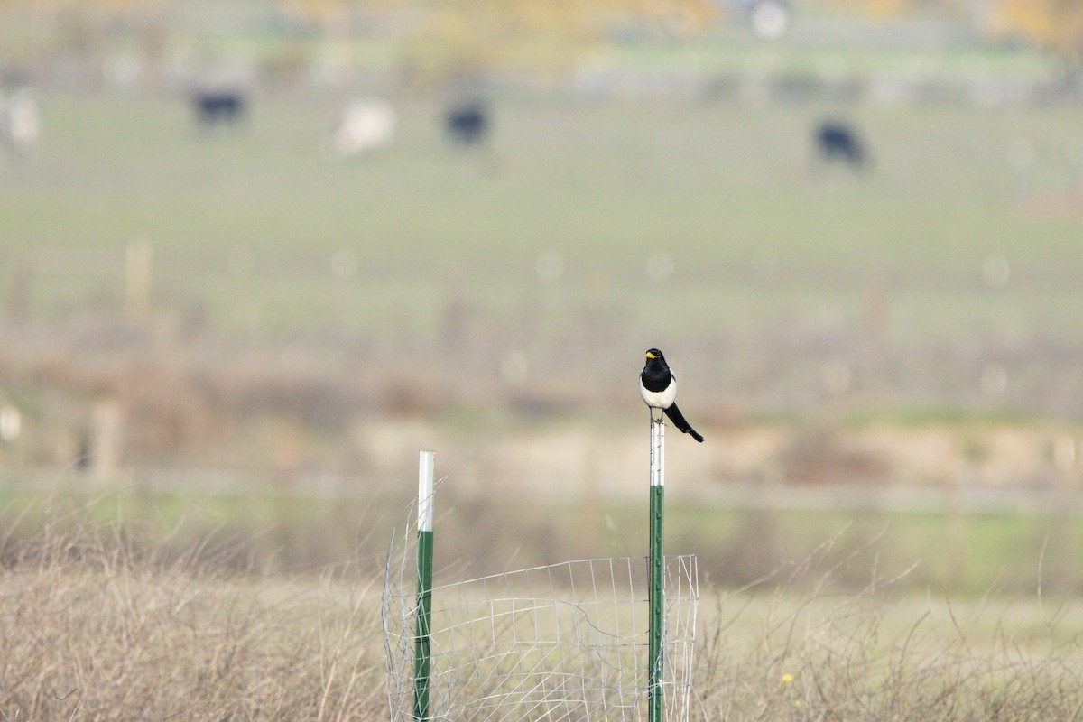 Yellow-billed Magpie - ML647383018