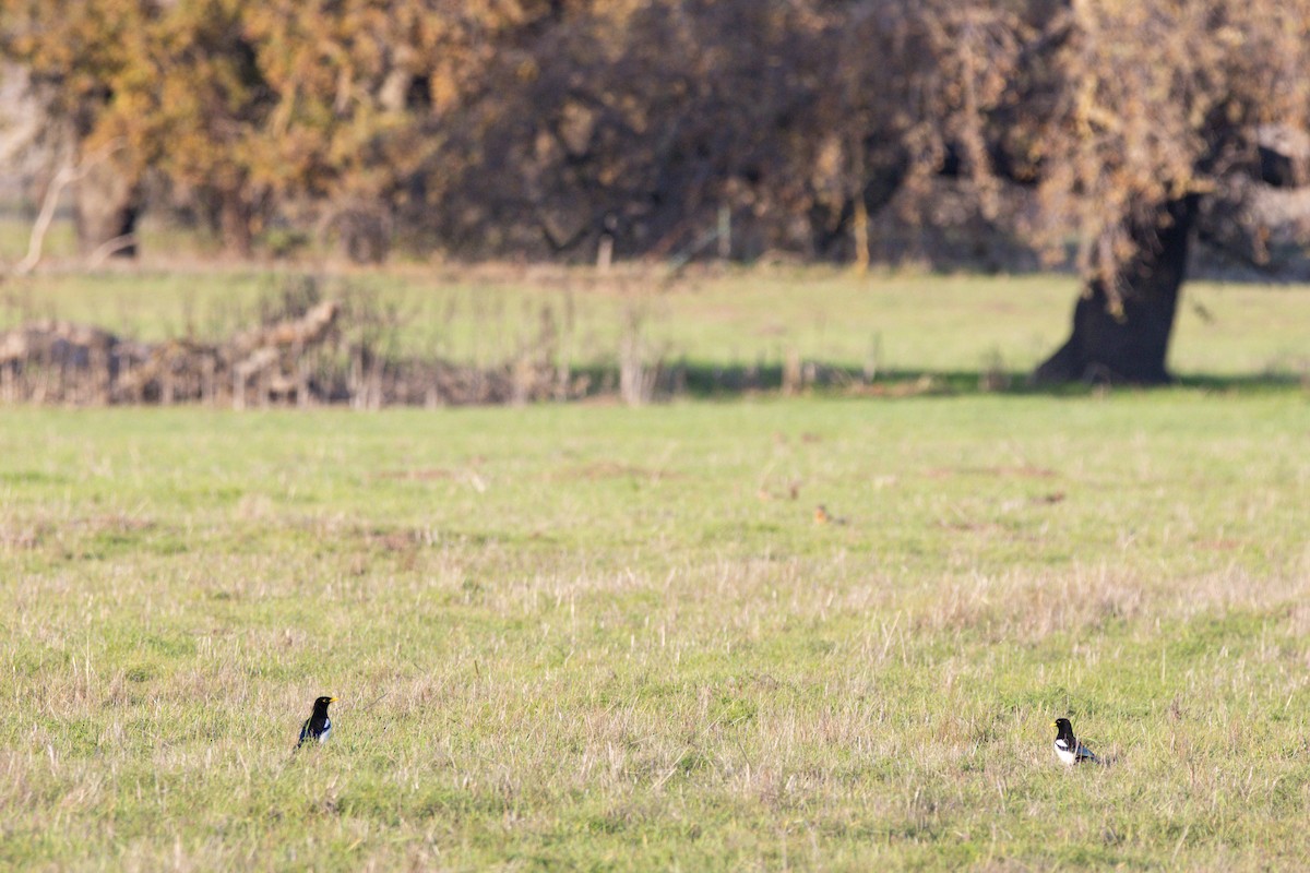 Yellow-billed Magpie - ML647383019