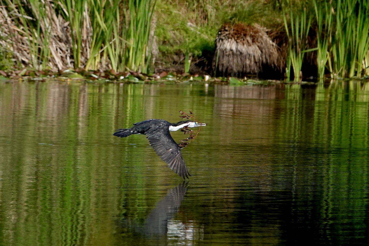 kormorán pestrý - ML647383021