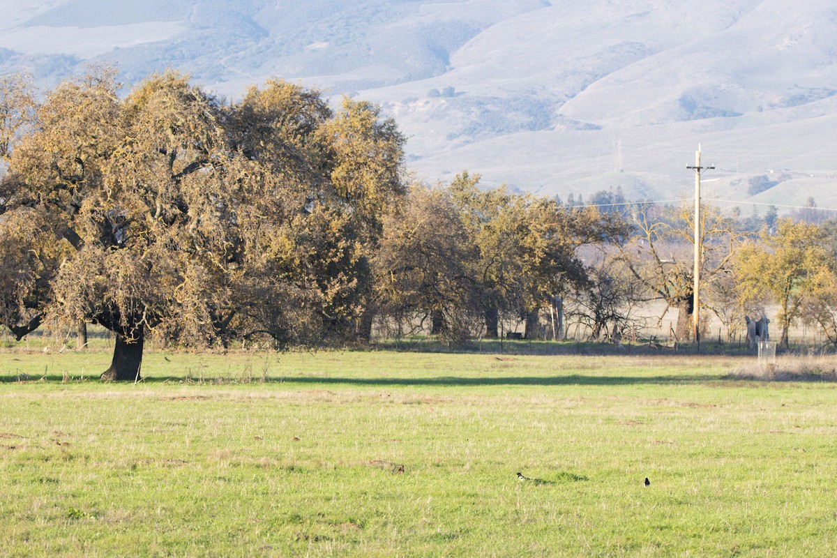 Yellow-billed Magpie - ML647383027