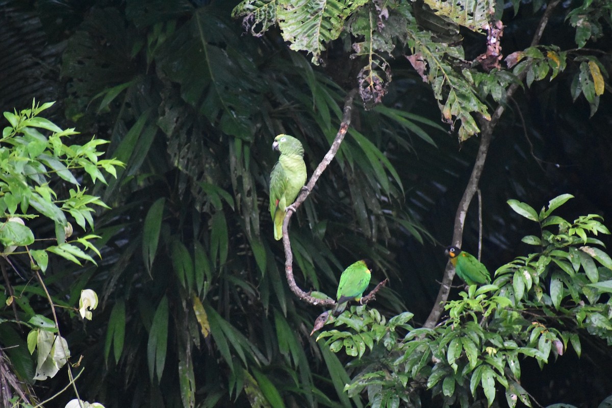 Yellow-crowned Amazon - ML647383031