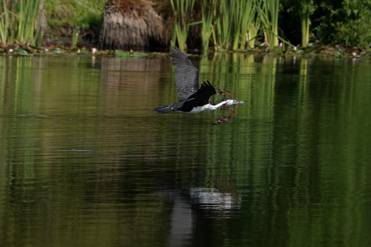 kormorán pestrý - ML647383033