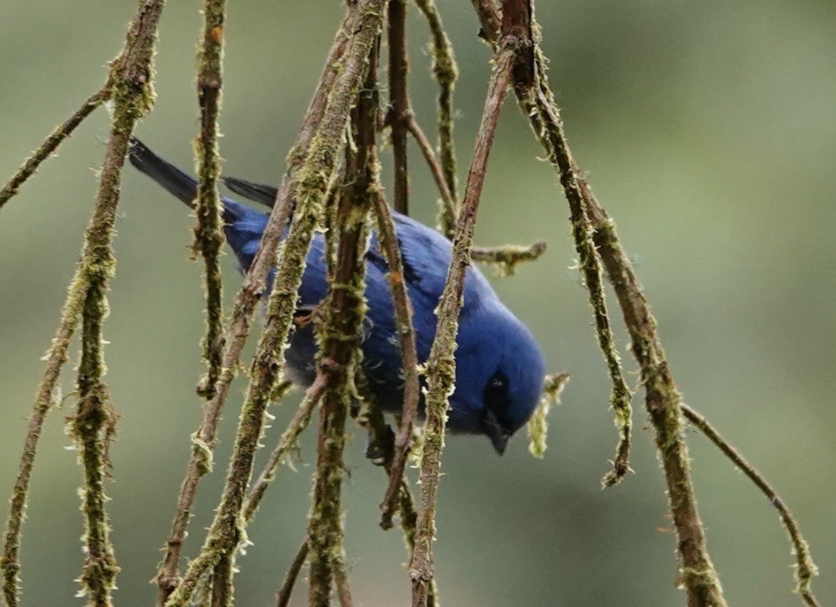 Tangara Azulinegra - ML647383039