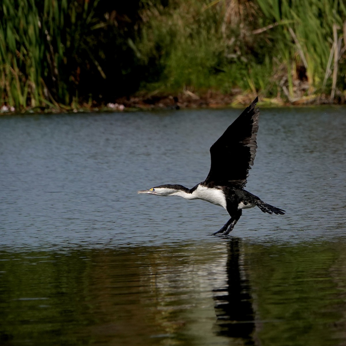 kormorán pestrý - ML647383047