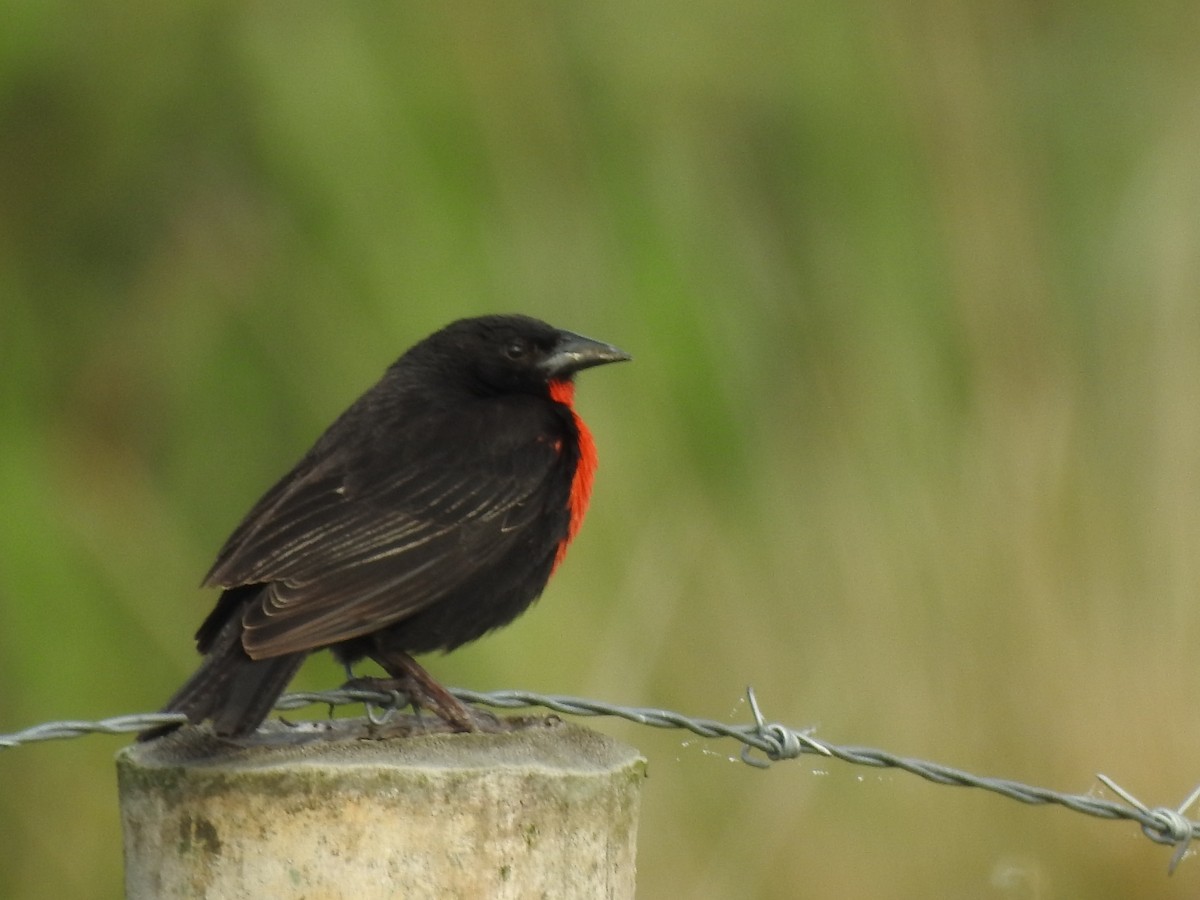 Red-breasted Meadowlark - ML647383049
