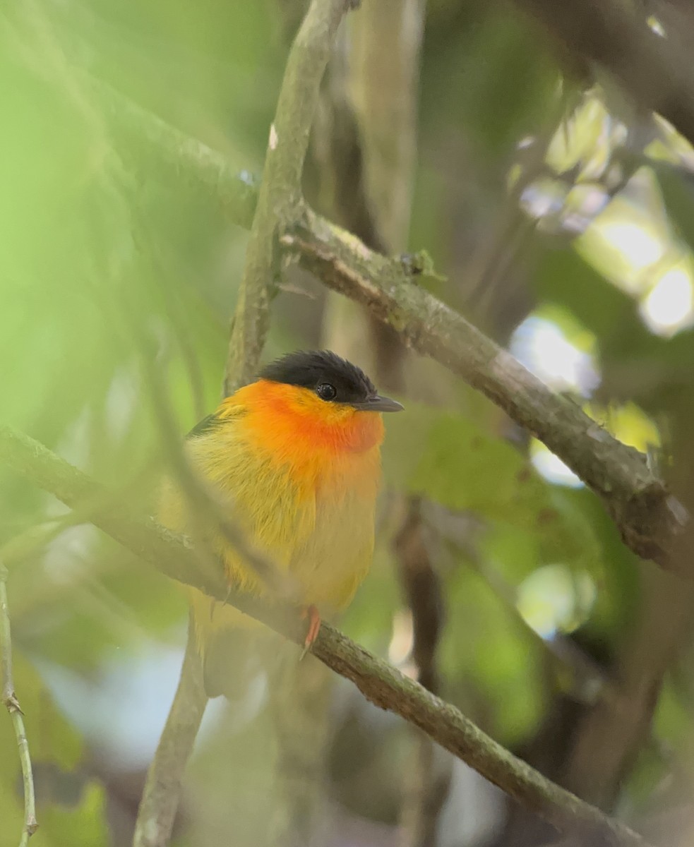 Orange-collared Manakin - ML647383055