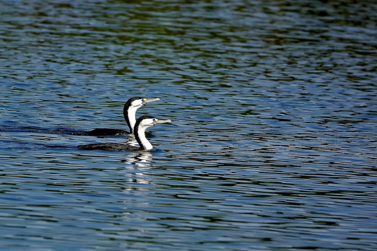 kormorán pestrý - ML647383059