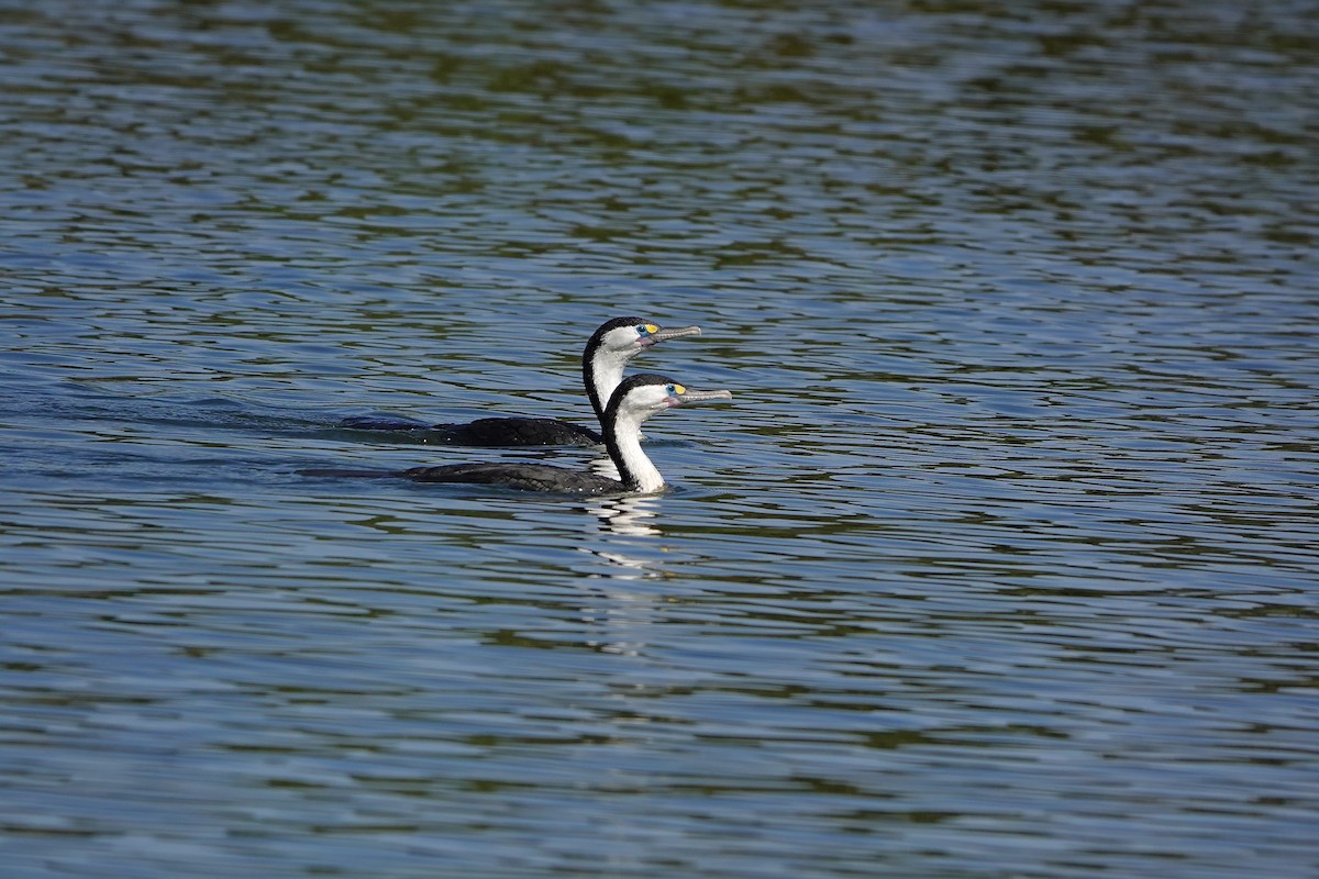 kormorán pestrý - ML647383062