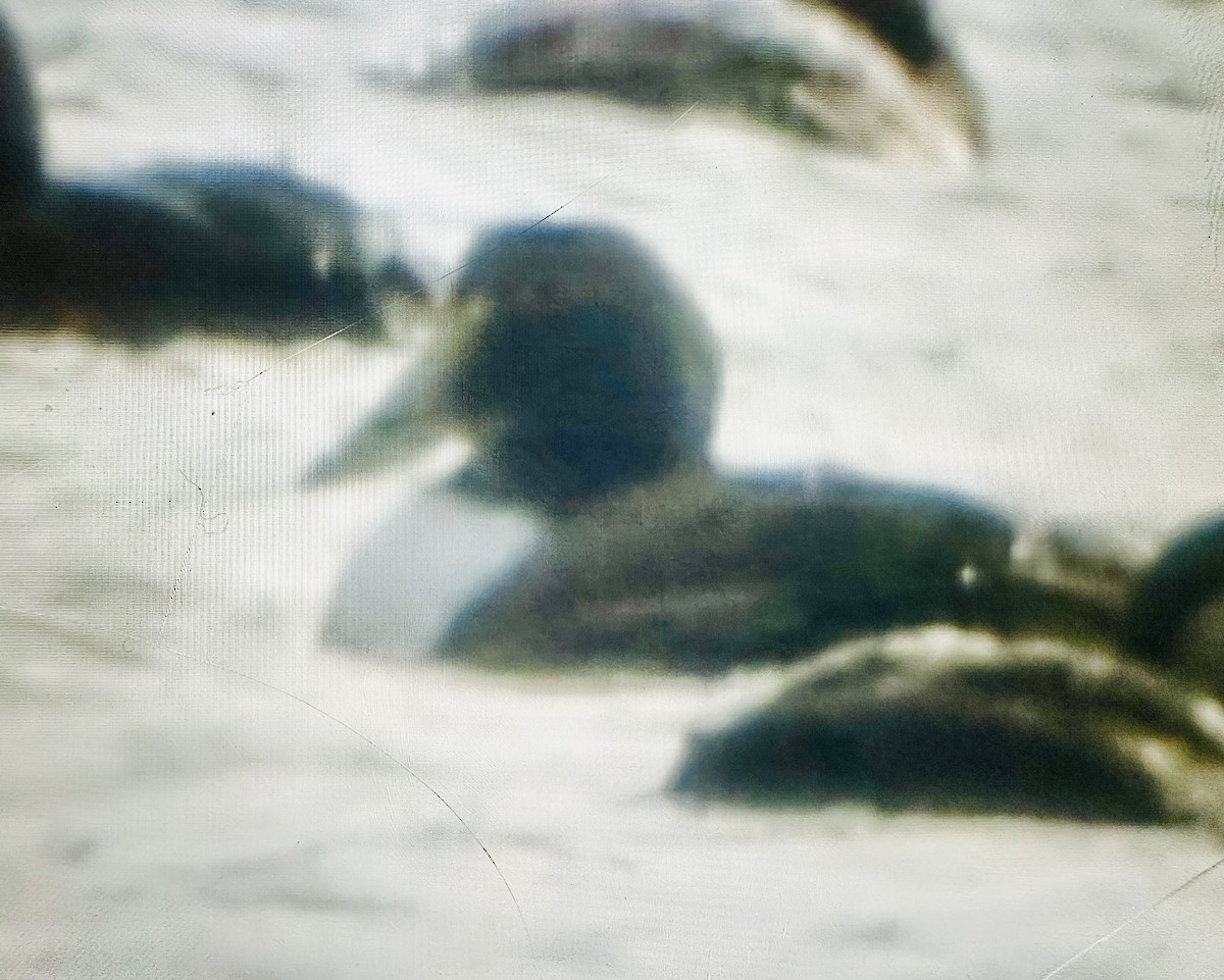 Common Eider - ML647383076