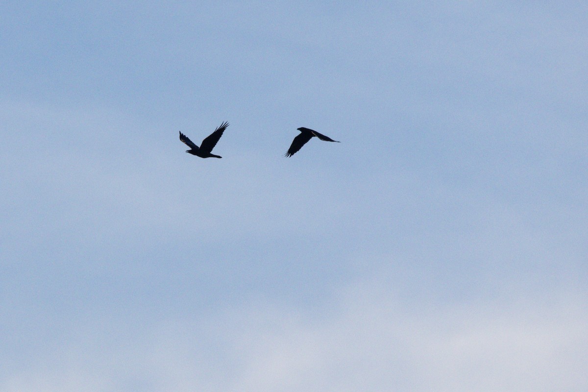 Kolkrabe - ML647383079