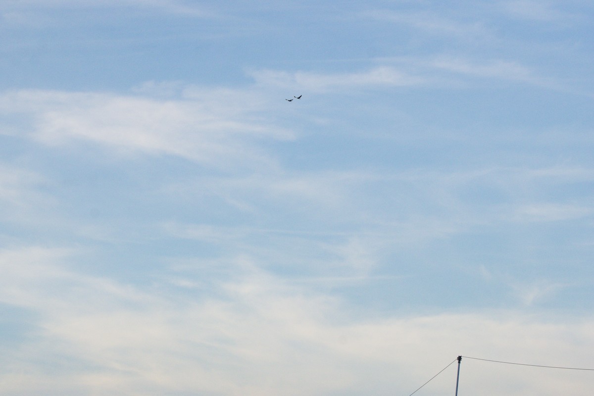 Kolkrabe - ML647383080