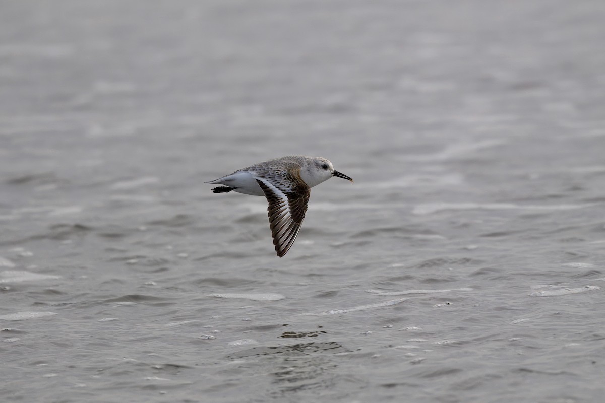 Sanderling - ML647383081