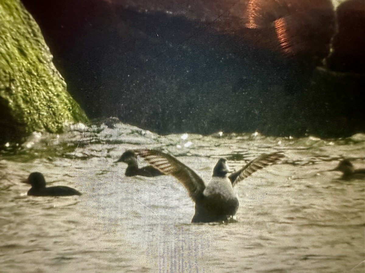 Common Eider - ML647383082