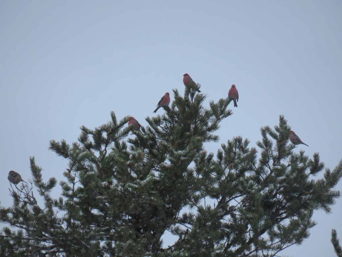 Hakengimpel - ML647383086