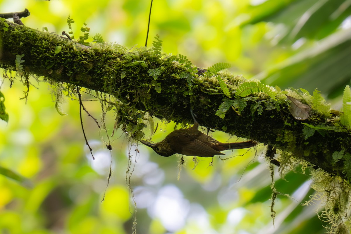 Spotted Woodcreeper - ML647383090