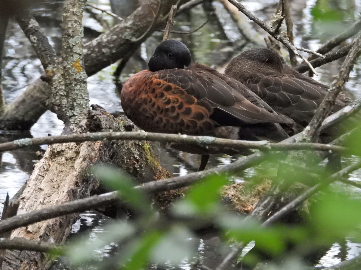 Chestnut Teal - ML647383092