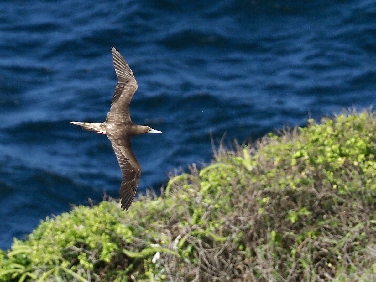 アカアシカツオドリ - ML647383095