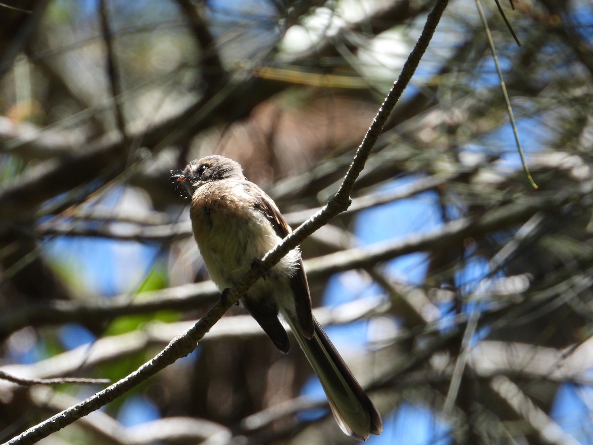 Gray Fantail - ML647383099