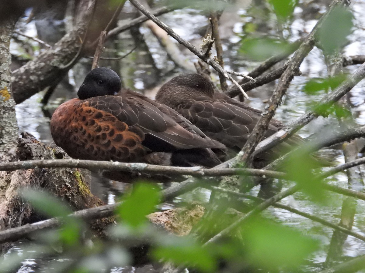 Chestnut Teal - ML647383114