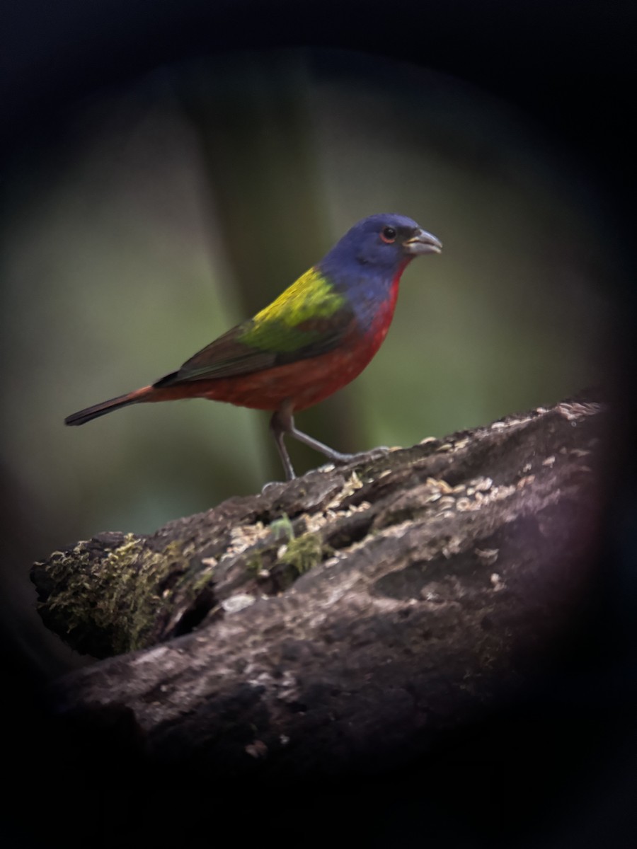 Painted Bunting - ML647383124