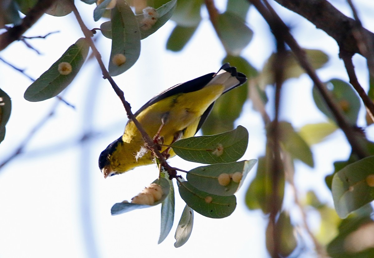 Lesser Goldfinch - ML647383129