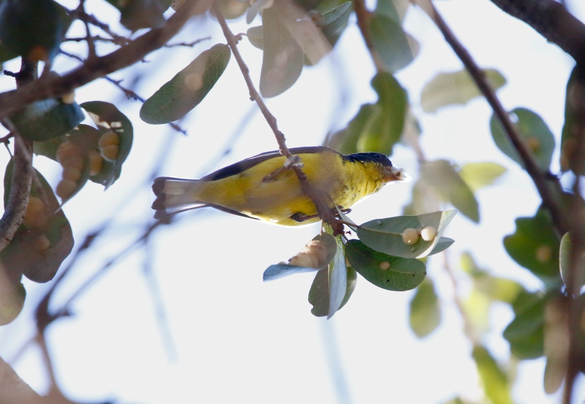Lesser Goldfinch - ML647383132
