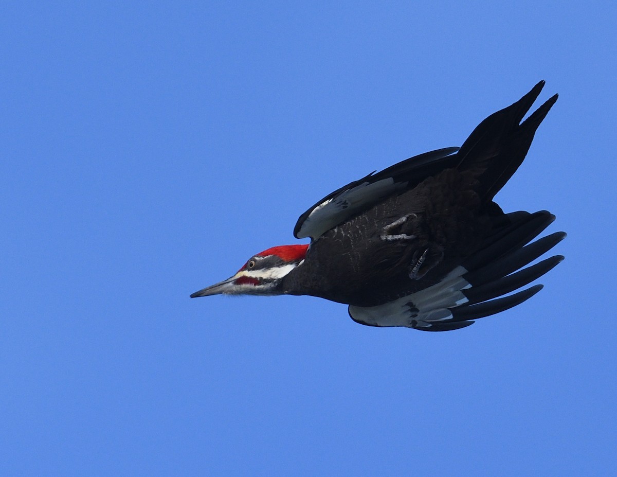 Pileated Woodpecker - ML647383134