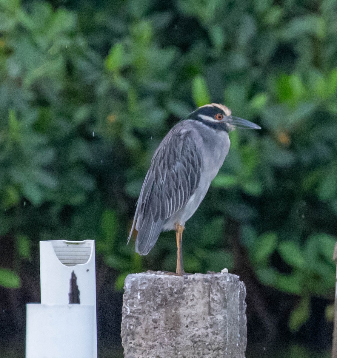 Sarı Tepeli Gece Balıkçılı - ML647383148