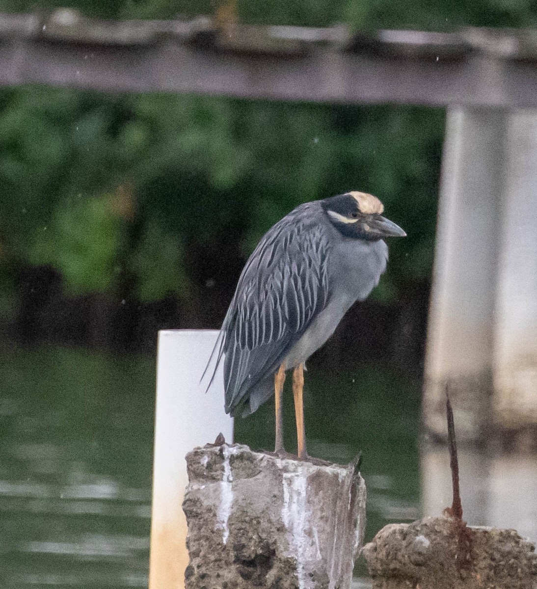 Sarı Tepeli Gece Balıkçılı - ML647383149