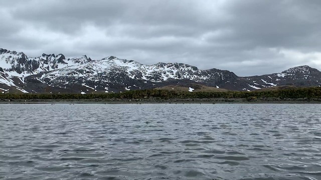 Ánade Maicero (georgica) - ML647383175