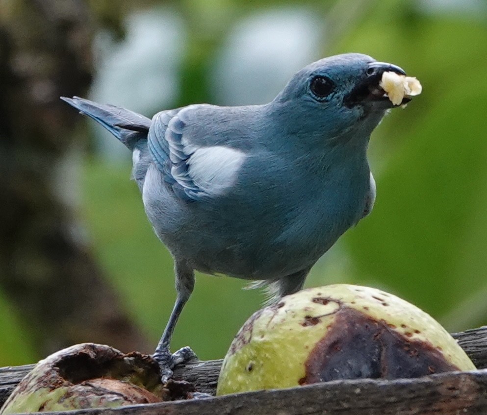 Tangara Azuleja - ML647383182