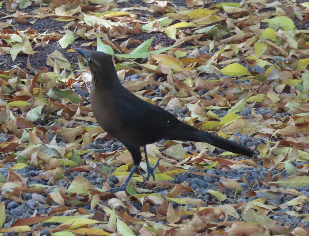 Great-tailed Grackle - ML647383183