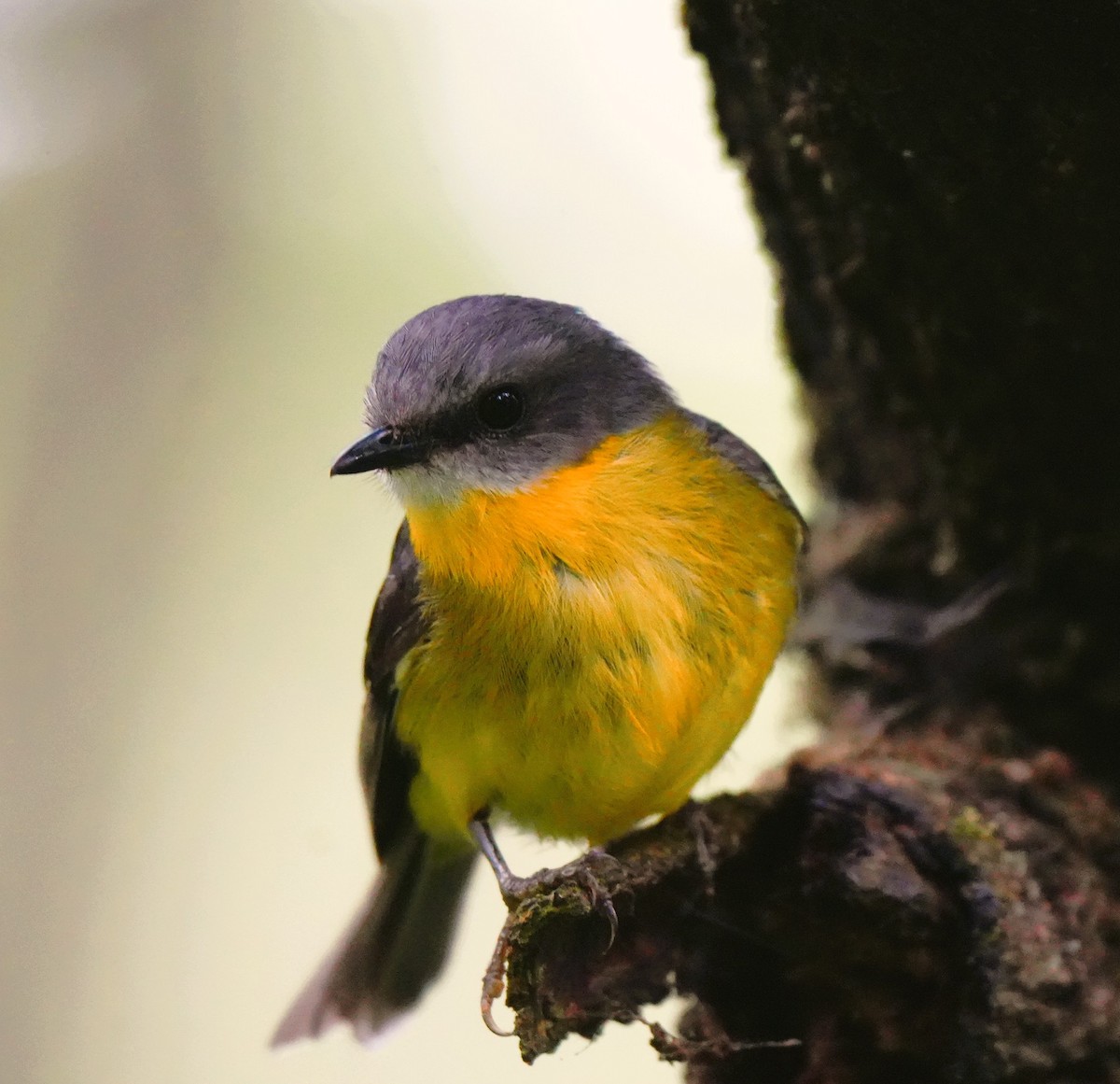 lejsčík žlutý - ML647383188