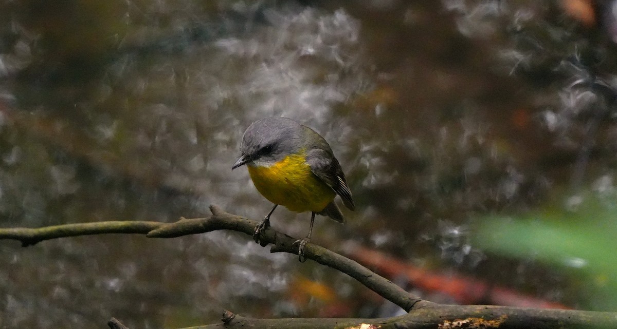 lejsčík žlutý - ML647383189