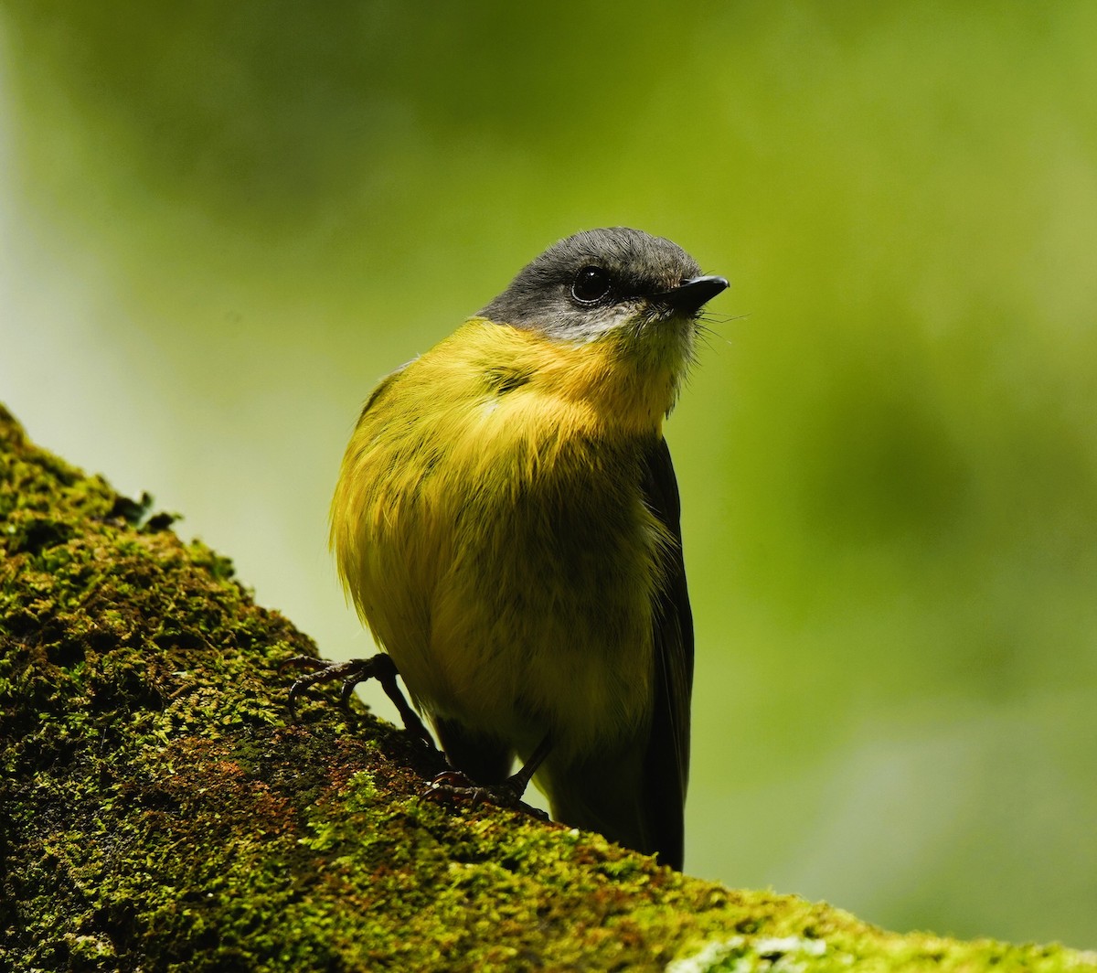 lejsčík žlutý - ML647383190