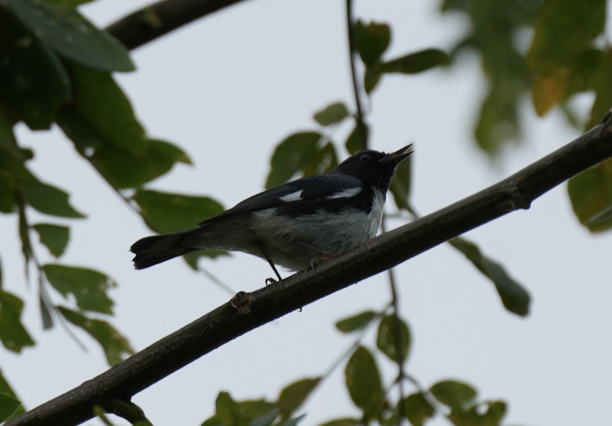 Black-throated Blue Warbler - ML647383198