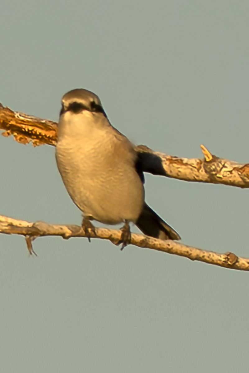 Northern Shrike - ML647383217