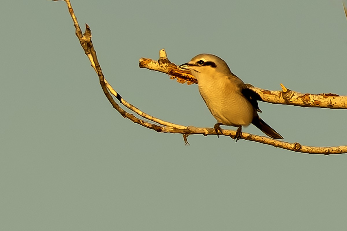 Northern Shrike - ML647383218