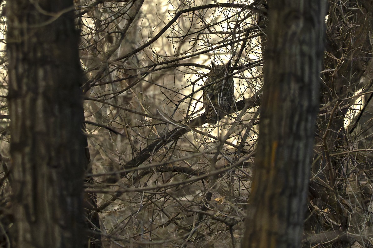 Great Horned Owl - ML647383231