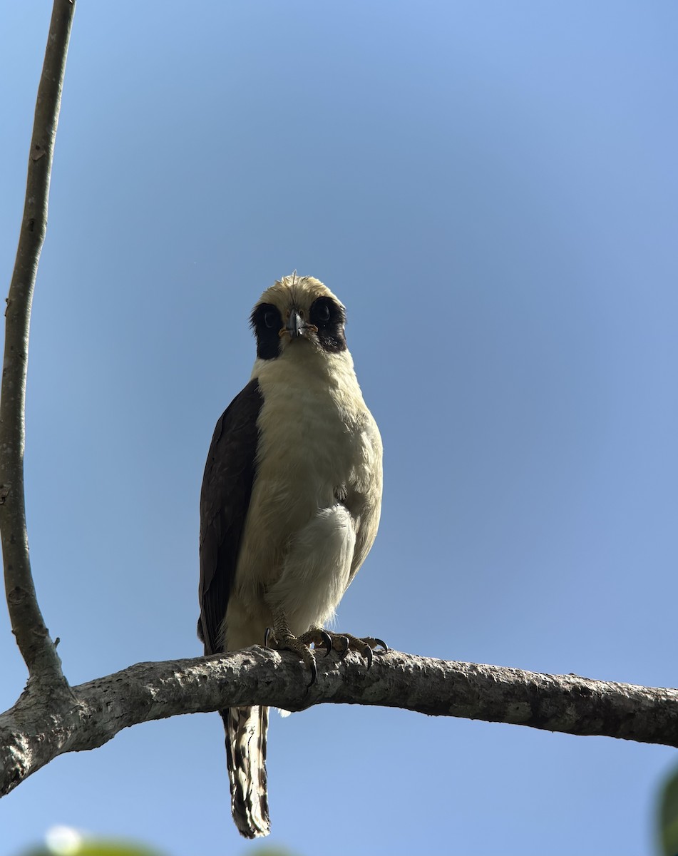 Laughing Falcon - ML647383234