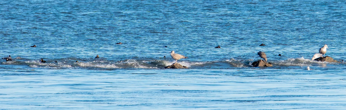 Американская синьга - ML647383235