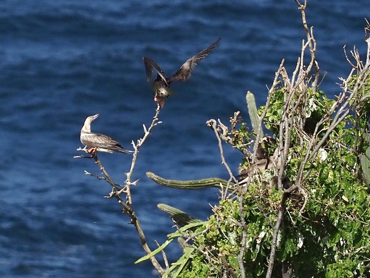 アカアシカツオドリ - ML647383237