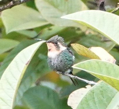 Colibrí Abejorro - ML647383239