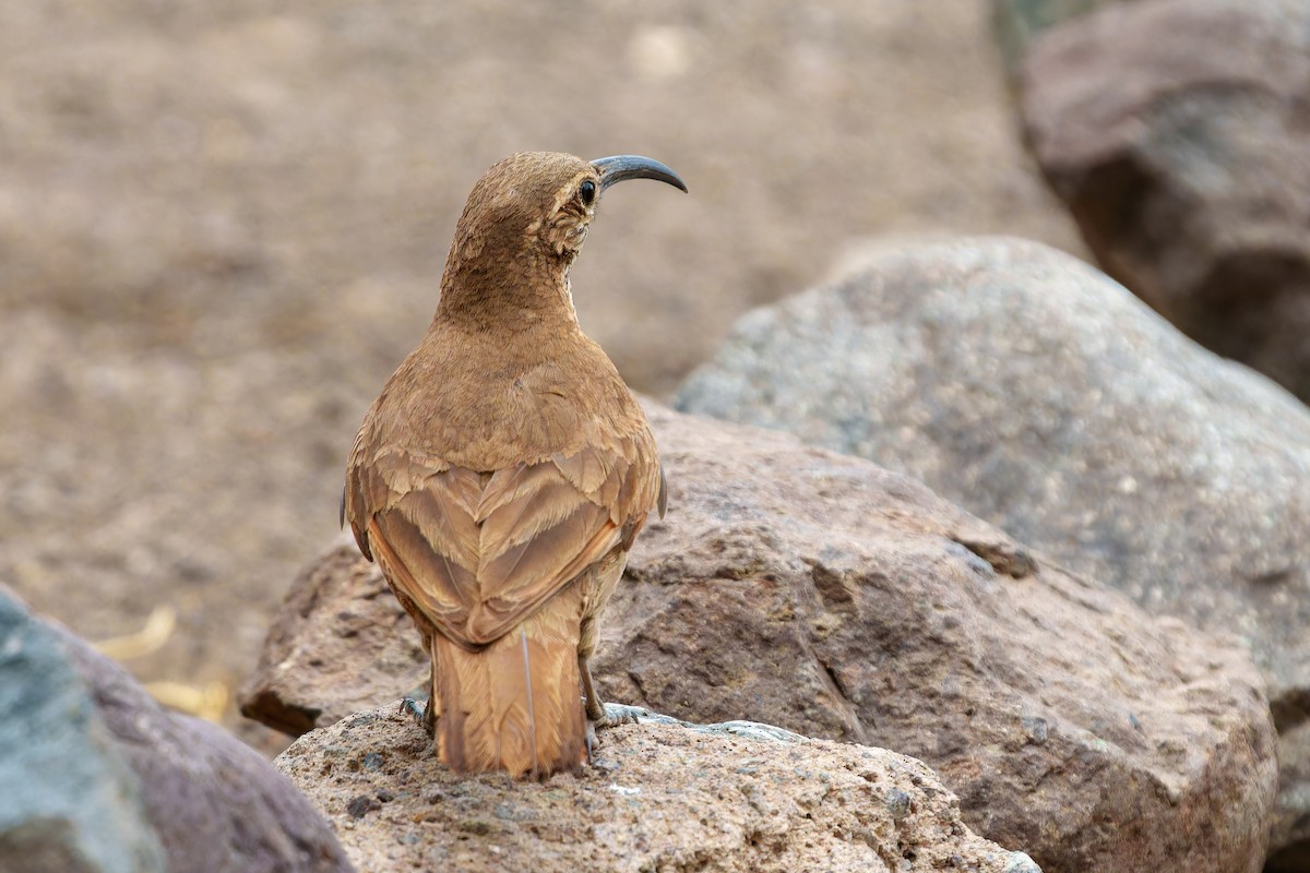 Scale-throated Earthcreeper - ML647383241