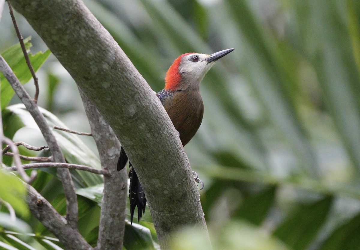 Jamaican Woodpecker - ML647383251