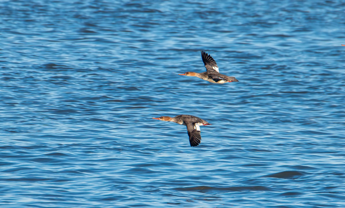 Serreta Mediana - ML647383255