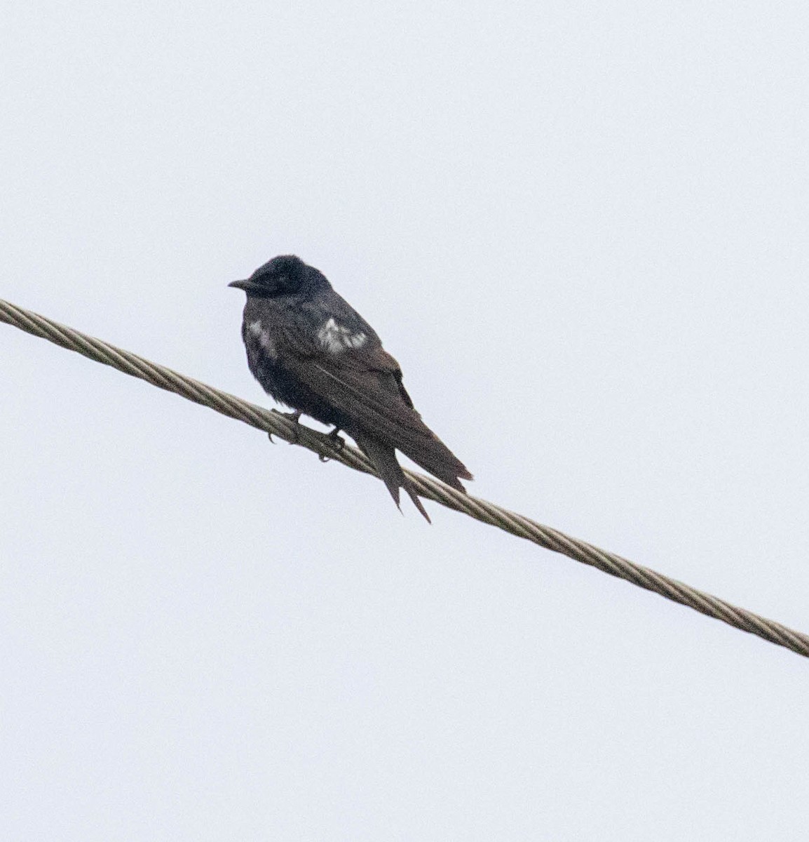 Purple Martin - ML647383256